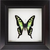 Apeirom Decoratief opgezette vlinder in 3D lijst