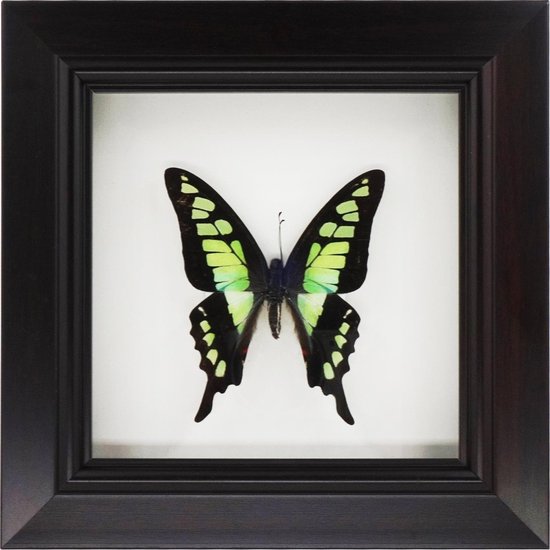Apeirom Decoratief Opgezette Vlinder in 3D Lijst - 17.5*17.5cm - Lijst Donkerbruin
