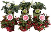 WINTERPAKKET - 3x Gaultheria 'Big Berry' en 3x Helleborus 'Christmas Carol', potmaat 12cm, hoogte 30-35 cm, tuinplant, winterhard,