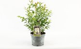 Compacte fruitplant - Vaccinium corymbosum 'Hortblue Petite'® - Blauwe Bes - hoogte 30-40 cm