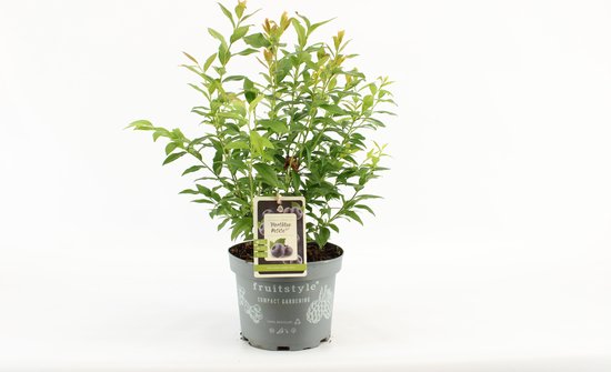 Compacte fruitplant - Vaccinium corymbosum 'Hortblue Petite'® - Blauwe Bes - hoogte 50-60 cm