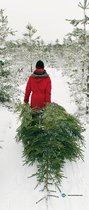 Deursticker Man sleept kerstboom 85x200