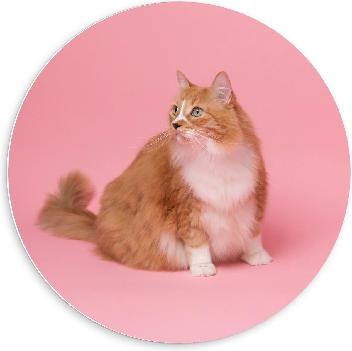 Forex Wandcirkel - Kat op Roze Achtergrond - 60x60cm Foto op Wandcirkel (met ophangsysteem)