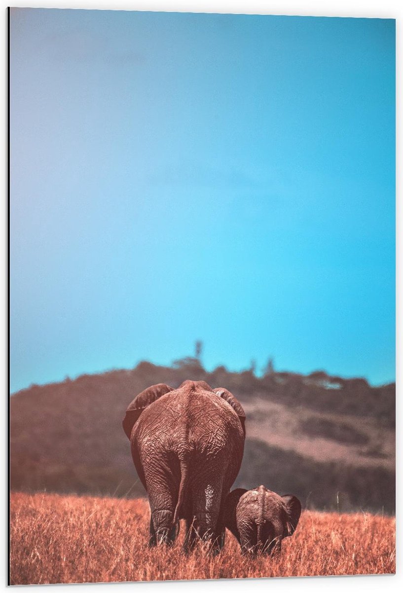 Dibond - Moeder en Baby Olifant in het Gras - 60x90cm Foto op Aluminium (Wanddecoratie van metaal)
