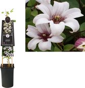 Klimplant Clematis Princess Kate PBR 75 cm