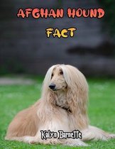 Afghan Hound Fact