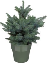 Boom van Botanicly – Picea Pungens Super Blue in groen pot als set – Hoogte: 85 cm