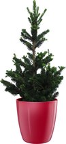 Boom van Botanicly – Picea abies Wills Zwerg in rood pot als set – Hoogte: 70 cm