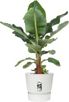 Hellogreen Kamerplant - Bananenplant Musa - ↕ 80 cm - Elho Greenville wit