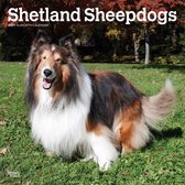 Shetland Sheepdogs Kalender 2021