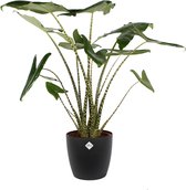 Hellogreen Kamerplant - Alocasia Zebrina - Olifantenoor- ↕ 100cm - in ELHO sierpot antraciet