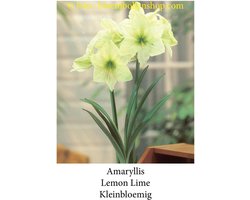 amaryllis Lemon Lime 1 bol maat 28/+ kleinbloemig