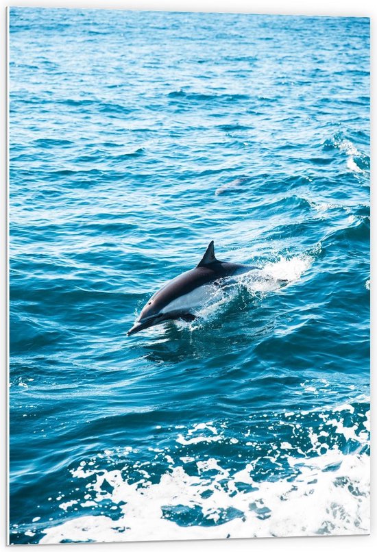 Forex - Orka in het Water - 60x90cm Foto op Forex