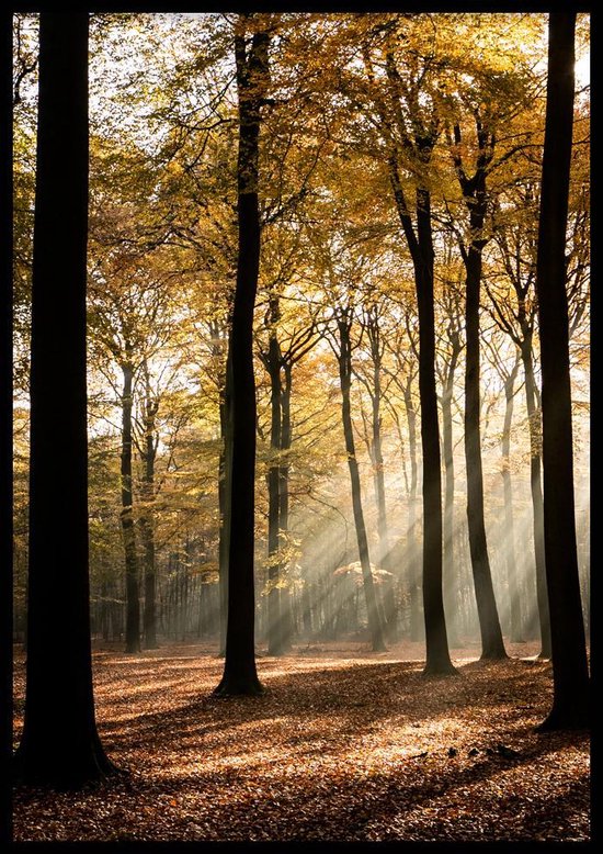 Poster Forest Sunshine - 50x70 cm - Natuur Poster - WALLLL