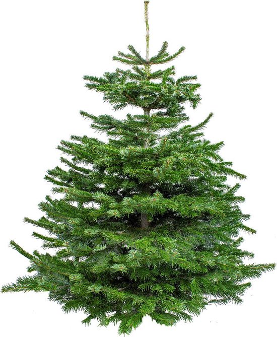 Echte Nordmann Kerstboom - ↕ 140-150 cm - Gezaagd Zonder Kluit