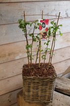 Fruitplant, Rubus idaeus 'Ottawa' - Framboos - op rek - Hoogte 60 / 70 Cm