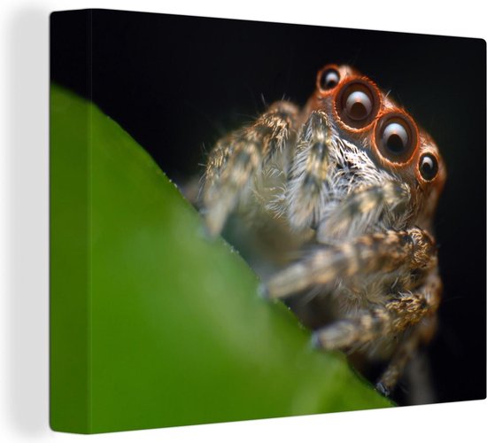 Foto: Canvas schilderij macroshot springspin 80x60 cm wanddecoratie