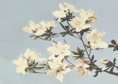 Vintage Poster Japanse Azaleas - Large 50x70 - Botanisch - Planten