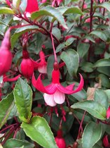 6 x Fuchsia 'Madame Cornelissen' - Bellenplant - P9 Pot (9 x 9cm) - Dima Vaste Planten