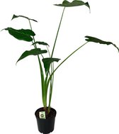 Alocasia 'Cucullata' (olifantsoor) - ↑40 - 60 cm