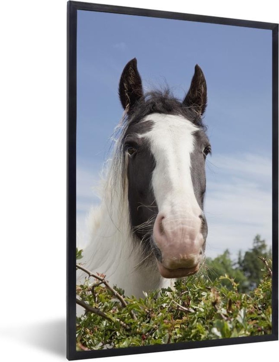 Fotolijst incl. Poster - Clydesdale - zwart - Paarden - 60x90 cm - Posterlijst - PosterMonkey
