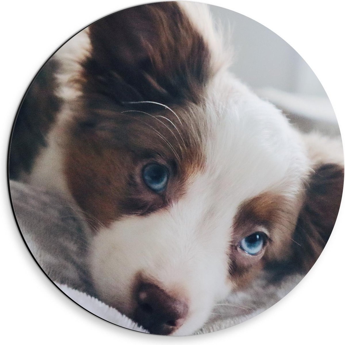 Dibond Wandcirkel - Rustende Bruin/Witte Pup - 30x30cm Foto op Aluminium Wandcirkel (met ophangsysteem) op Prijzenvolger.com
