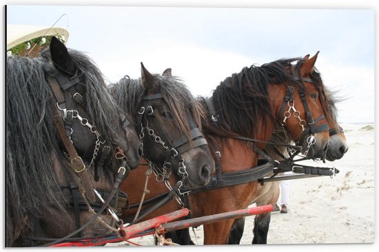 Dibond - Paarden met Kar op het Strand - 60x40cm Foto op Aluminium (Wanddecoratie van metaal)