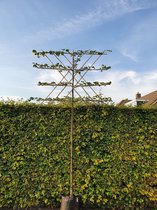 Leilinde - Tilia europaea 'Pallida' | Omtrek: 10-14 cm | Hoogte: 340 cm