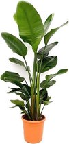 Strelitzia Nicolai | Paradijsvogelplant