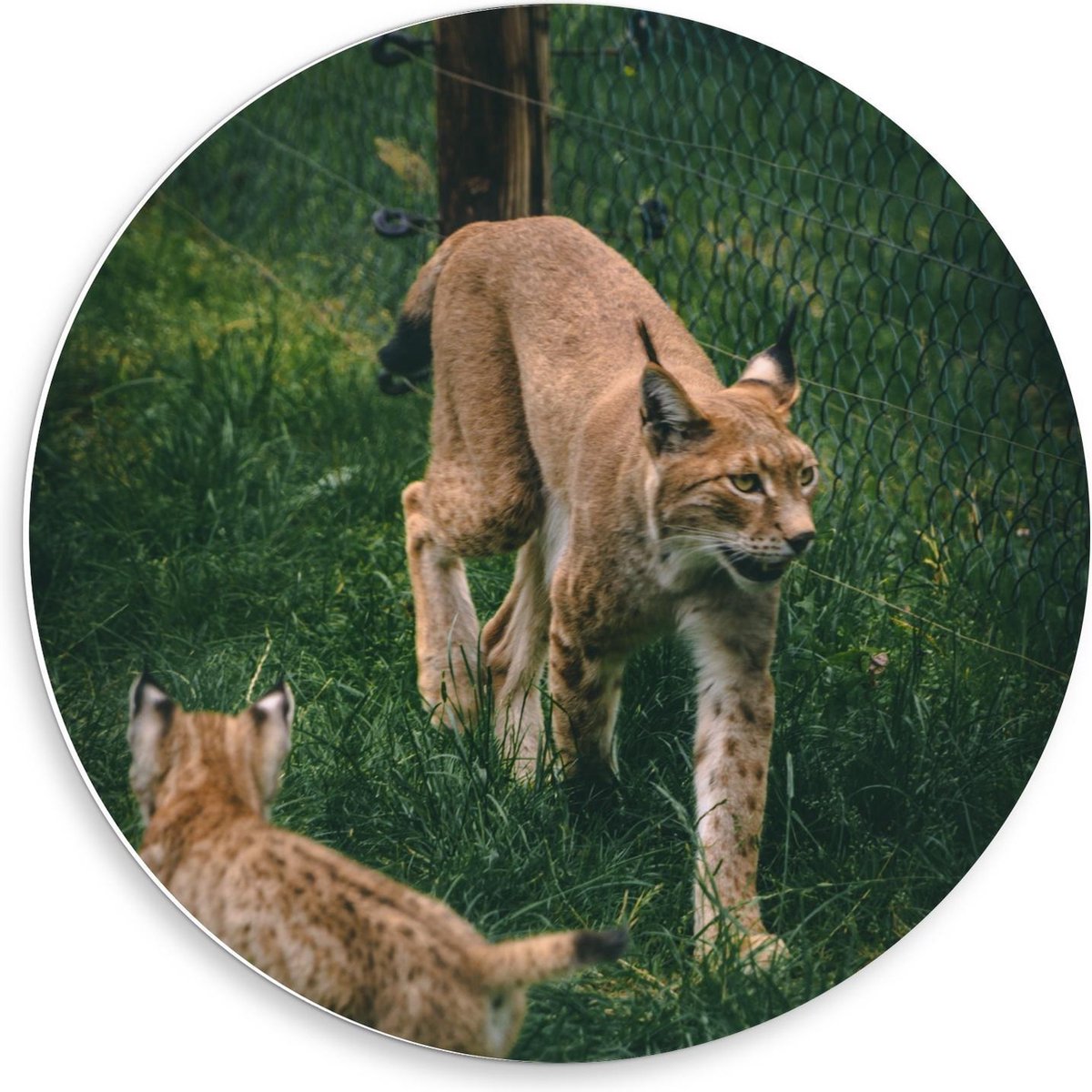 Forex Wandcirkel - Lynx met Baby - 50x50cm Foto op Wandcirkel (met ophangsysteem)