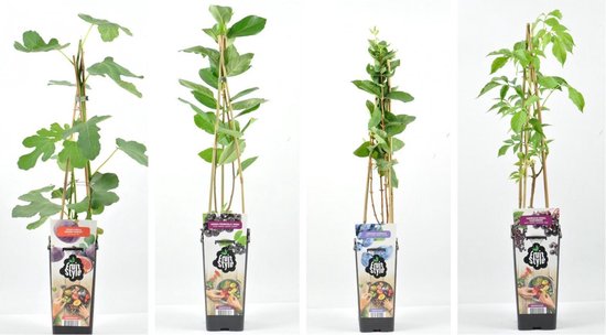 Set van vier fruitplanten: vijg, vlierbes, honingbes en appelbes, elk ondersteund door bamboe.