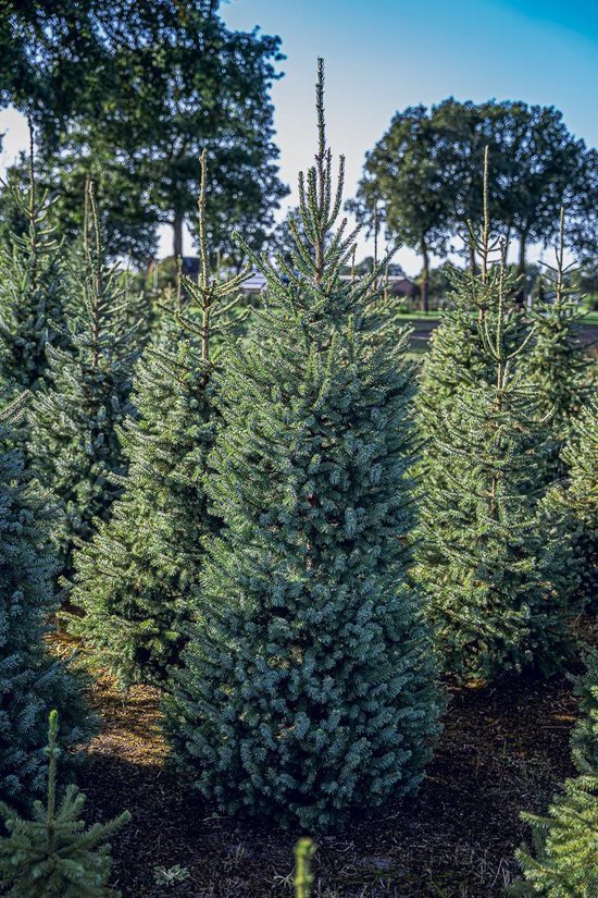 Blauwspar Kerstboom (picea omorika) 150cm 170cm. met kluit