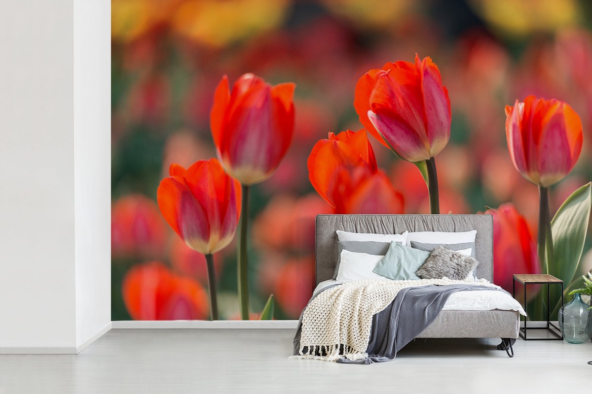 Behang - Fotobehang Een close-up van rode tulpen - Breedte 525 cm x hoogte 350 cm