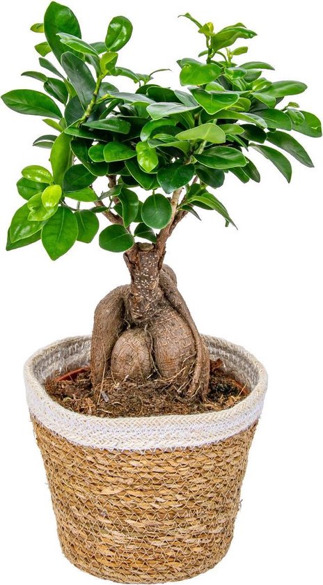 Bonsai boompje | Ficus 'Ginseng' per stuk met siermand – Kamerplant ⌀15 cm  - ↕35 cm | bol.com