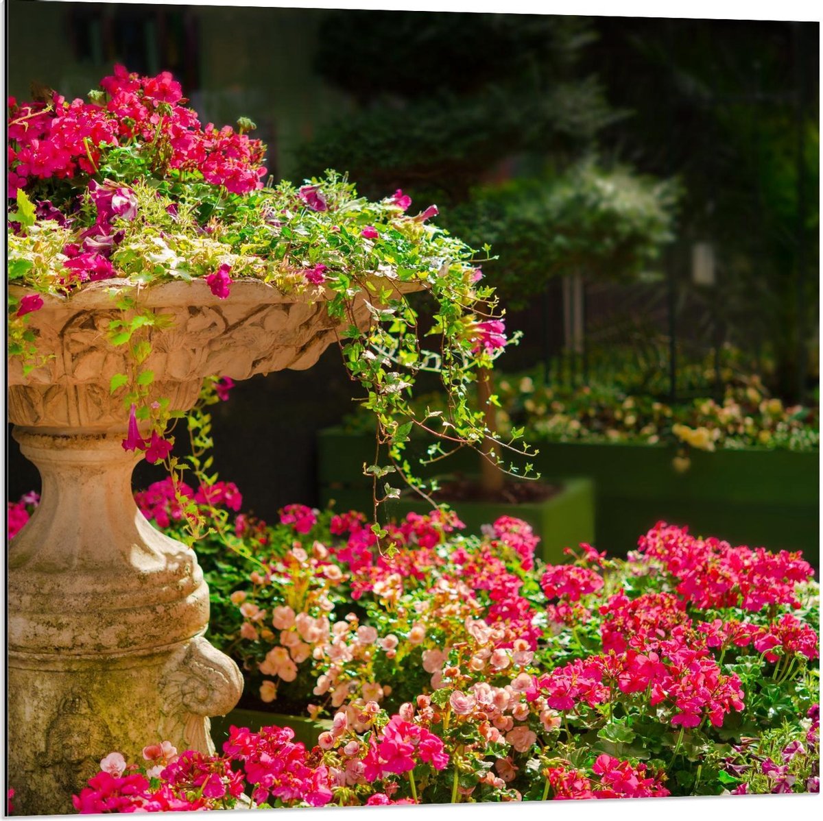 Dibond - Roze Bloemenstruik met Fontein - 80x80cm Foto op Aluminium (Wanddecoratie van met