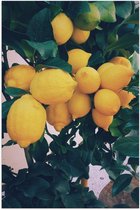Poster – Gele Citroenen Tros - 40x60cm Foto op Posterpapier