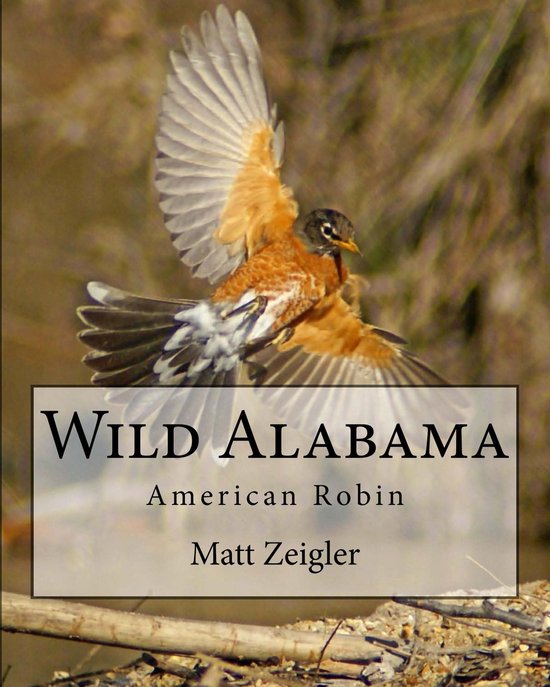 Wild Alabama: American Robin - cover