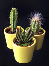 Set van 3 verschillende cactus plantjes met overpot, Leuk cadeau!