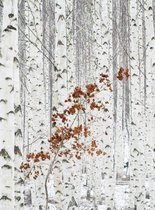 Fotobehang - White Birch Forest 192x260cm - Vliesbehang