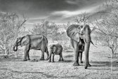 Fotobehang - Elephant Family 384x260cm - Vliesbehang