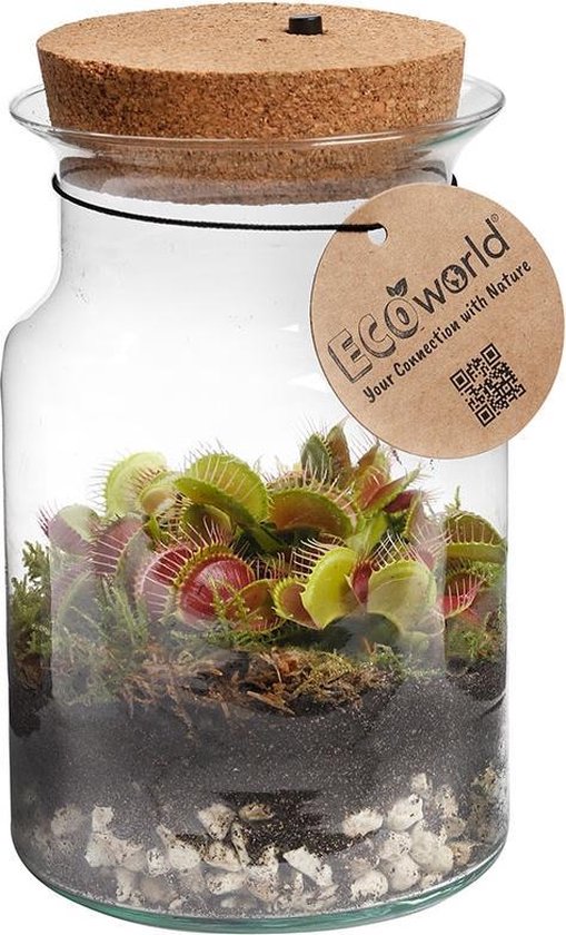 Ecoworld Swamp Corky Glas - Ecosysteem met Vleesetende plant - Venus Vliegenval - met Lamp - Ø 13 cm - Hoogte 20 cm
