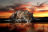 Plexiglas Leopard by the Water 120 x 80 cm op Plexiglas incl. luxe ophangframe