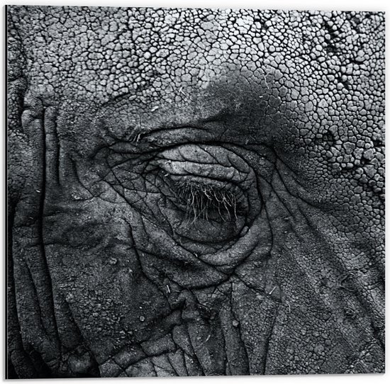 Dibond - Oog van Olifant (zwart/wit) - 50x50cm Foto op Aluminium (Wanddecoratie van metaal)
