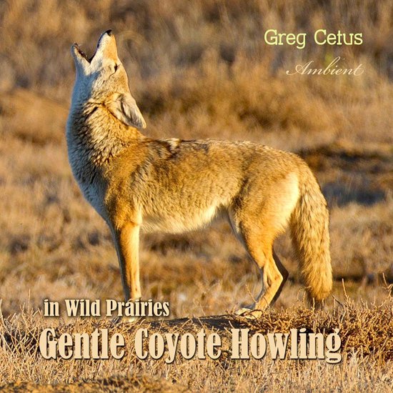 Gentle Coyote Howling in Wild Prairies - cover