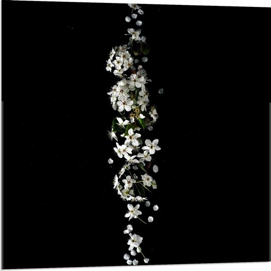 Acrylglas - Witte Bloemen op Zwarte Achtergrond  - 80x80cm Foto op Acrylglas (Met Ophangsysteem)