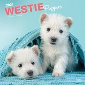 West Highland White Terrier Puppies - West Highland White Te