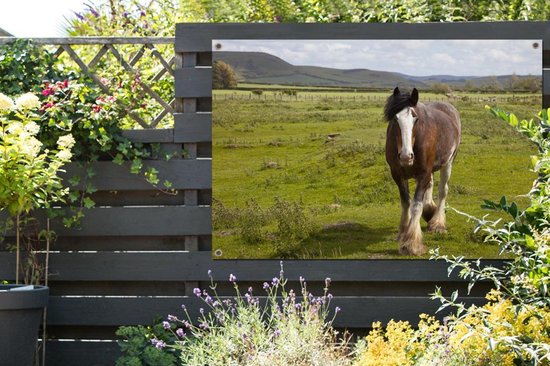 Cheval Clydesdale dans le jardin de pâturage affiche toile lâche