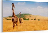 Schilderij - Giraffen die door het droge gras van de Keniaanse savanne lopen — 90x60 cm