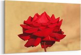 Schilderij - Rode Roos close-up — 90x60 cm