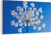 Schilderij - Plant bedekt met sneeuw tegen de blauwe hemel — 90x60 cm